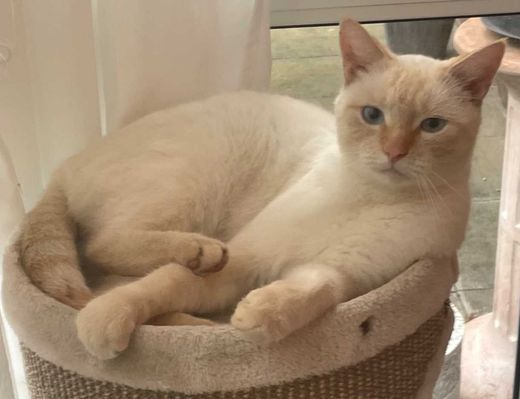 Europäisch Kurzhaar-Siamkatze-Mix, weiß
