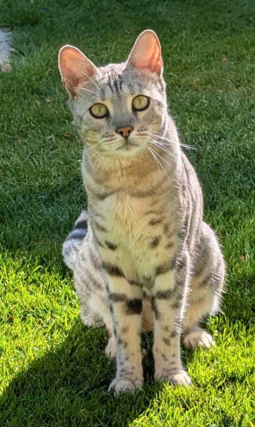 Bengal Cat, black-silver spotted-tabb
