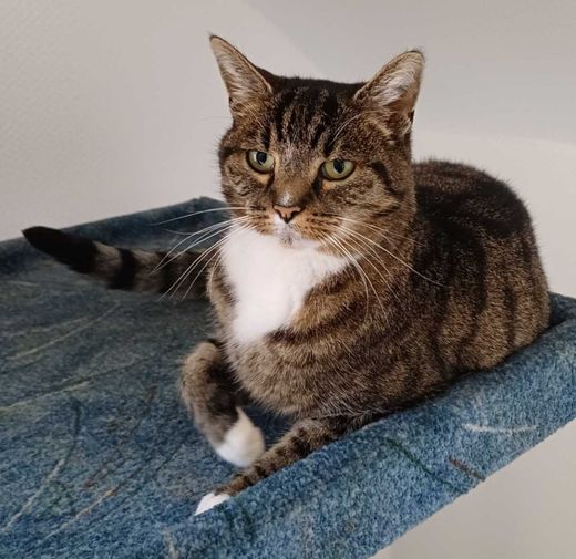 Hauskatze, getigert