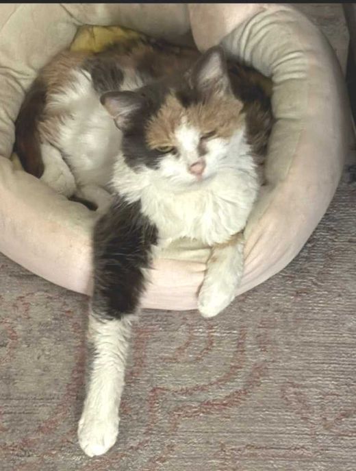 Hauskatze dreifarbig, dreifarbig