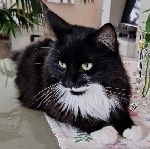 Europäische Langhaarkatze, schwarz mit weißen Abz.