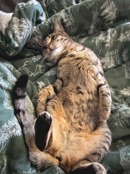 Europäisch Kurzhaar-Mix, Tabby