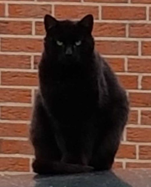 Europäisch Kurzhaar, Schwarz