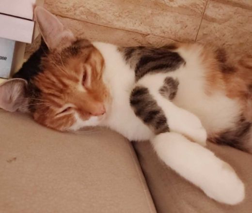Hauskatze, weiß mit grau-rot getig.