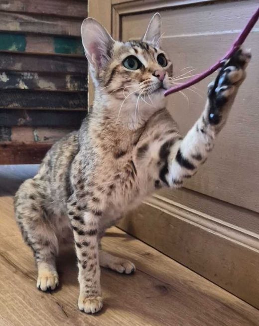 Savannah-Cat, getigert gepunktet