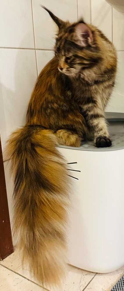 Maine Coon, tricolor