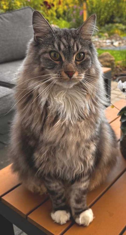 Maine Coon - norwegische Waldkatze-Mix, schwarz grau getigert
