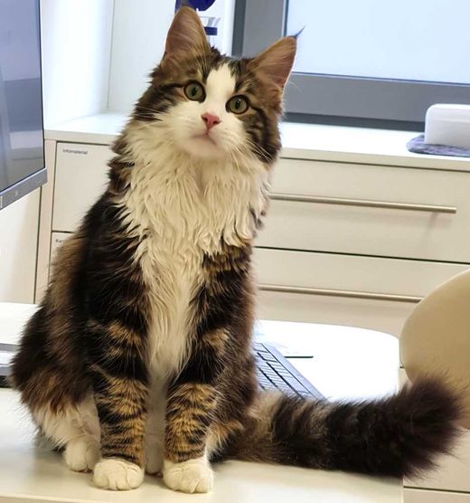 Europäische Langhaarkatze, weiß getigert