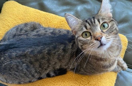 Mischling, getigert