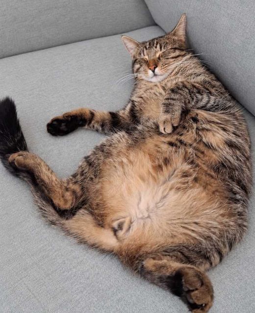 Hauskatze, tabby