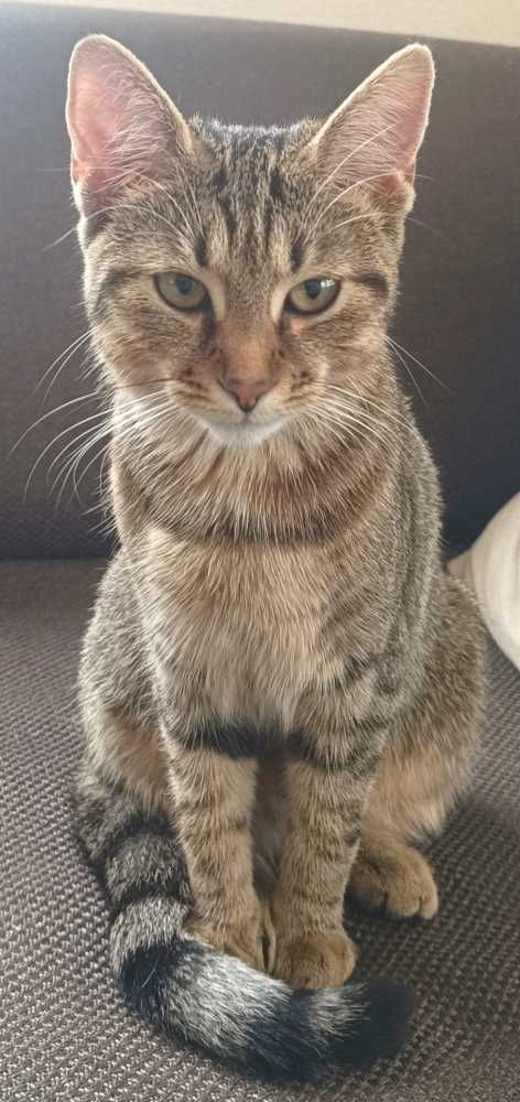 Hauskatze-Mix, braun getigert