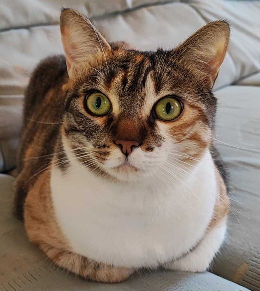 Hauskatze, Dreifarb. teilw. getigert