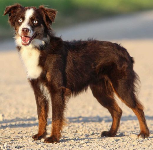 Miniature Australian Shepherd, red mit weißen Abz.