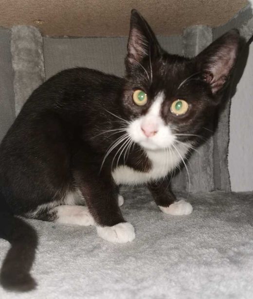Hauskatze, schwarz mit weiß