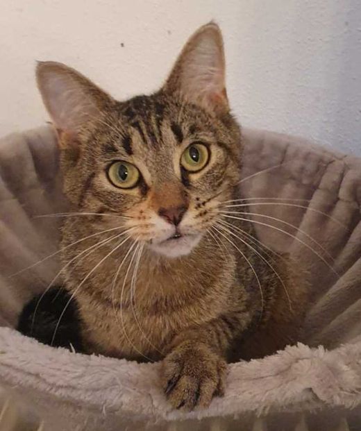 Europäisch Kurzhaar-Maine Coon-Mix, braun getigert