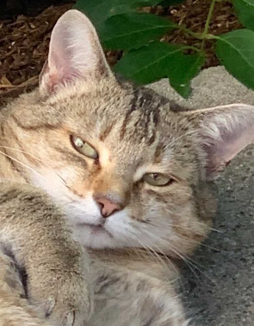 Hauskatze-Mix, grau getigert