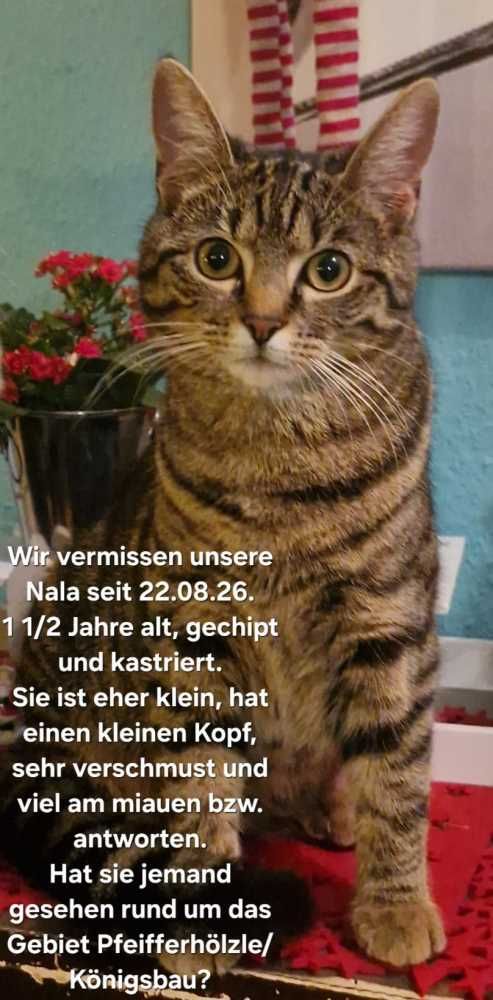 bengal bombay-Mix, getigert braun