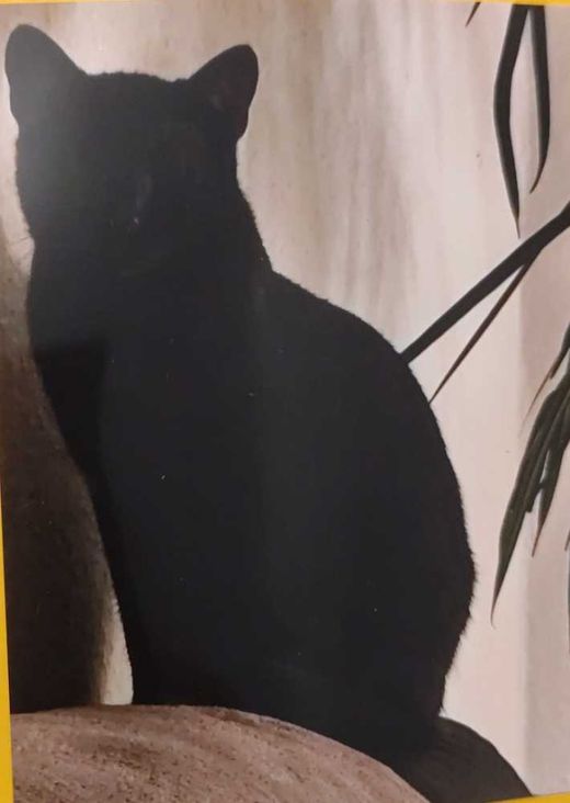 EH12, schwarz