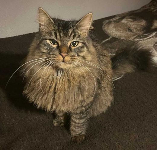 Europäische Langhaarkatze, gestromt