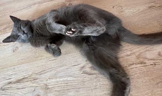 Hauskatze, grau