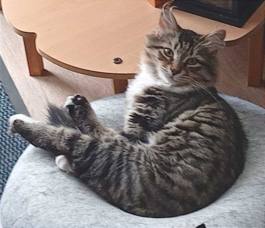 Sibirische Waldkatze, grau-schwarz getigert