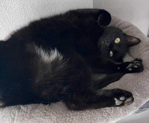 Mischling, schwarz
