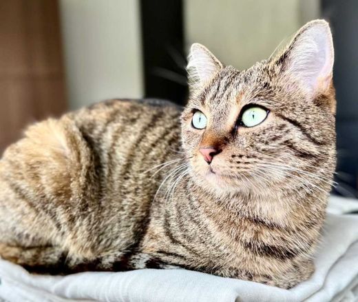Hauskatze, getigert