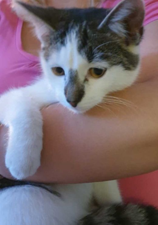 Hauskatze, schwarz-grau getige-weiß