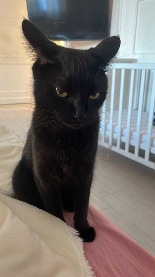 Mischling, Schwarz