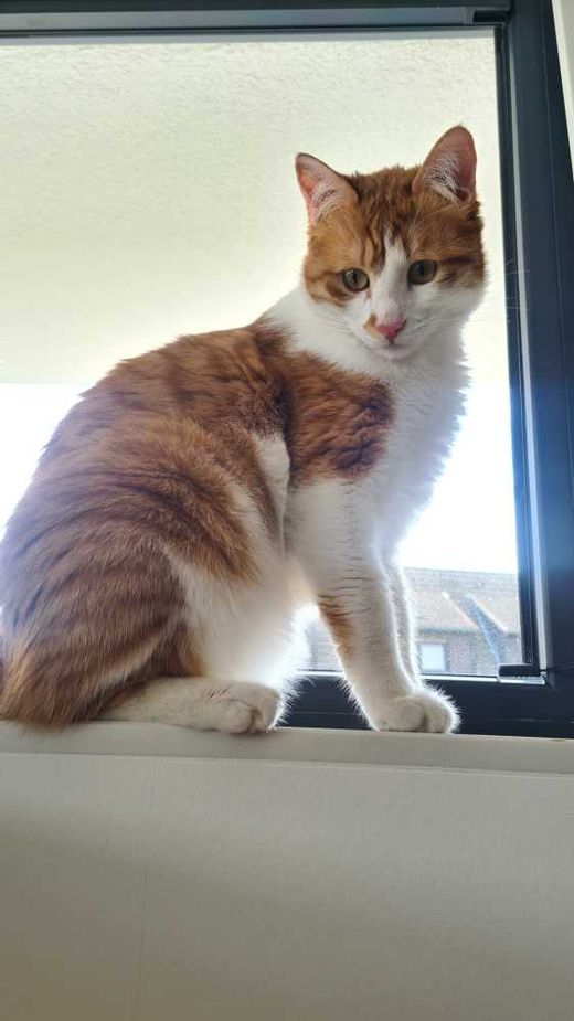 Türkisch Angora, orange, weiß