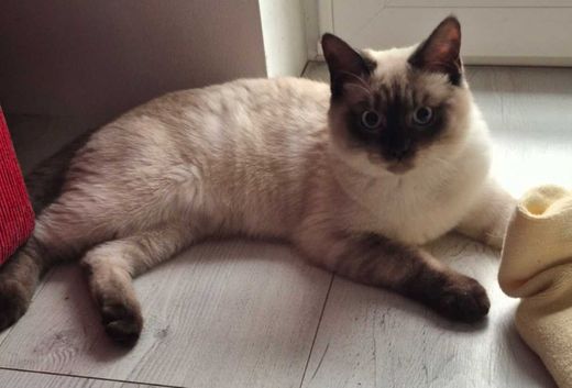 Ragdoll-Britisch Kurzhaar-Mix, Dunkelbraun Gesicht Beige