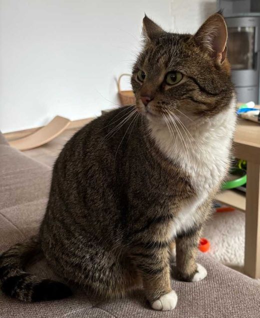 Hauskatze, graugetigert-weiß