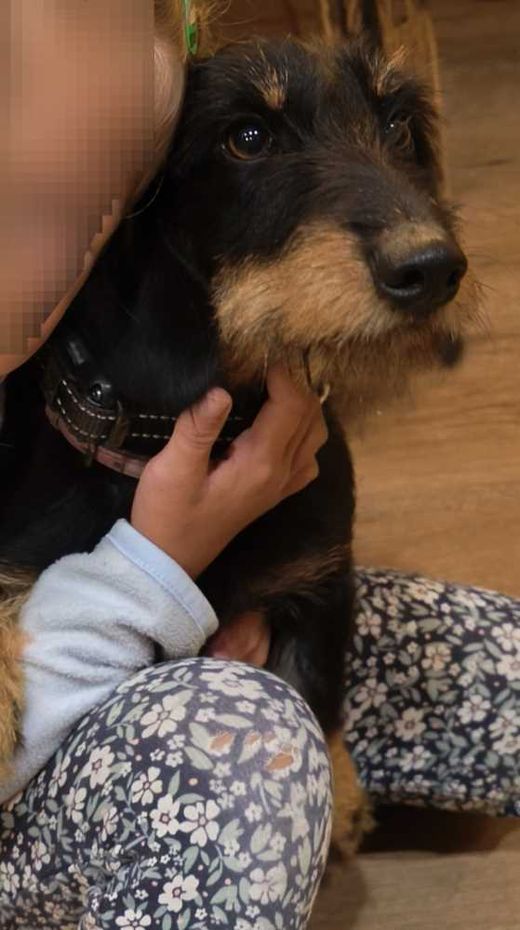 Dackel, schwarz braun