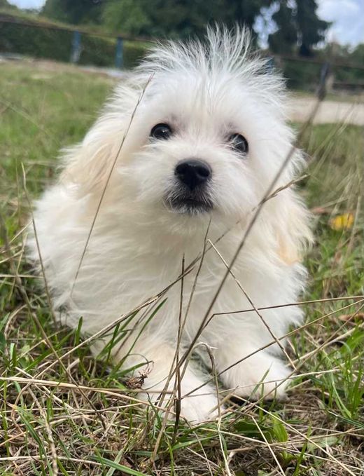 maltipom-Mix, weiß