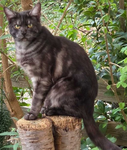 Maine Coon-Mix, smoke