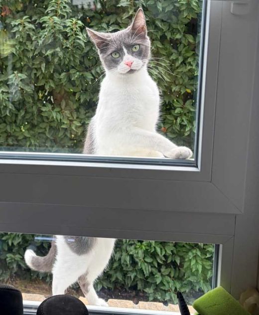 Hauskatze-Europäisch Kurzhaar-Mix, grau-weiß