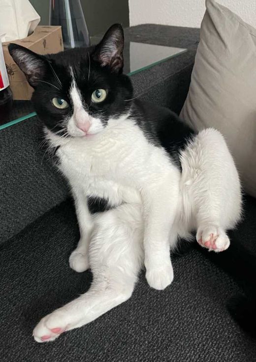 Hauskatze, schwarz-weiß