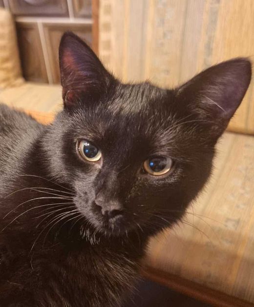 Hauskatze-Mix, schwarz