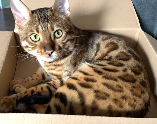 Bengal Cat, braun dunkel braun