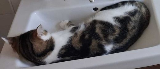 Hauskatze, braun-weiß gescheckt