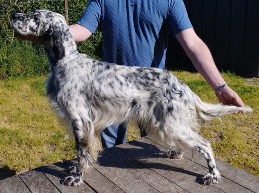 English Setter, noir et blanc