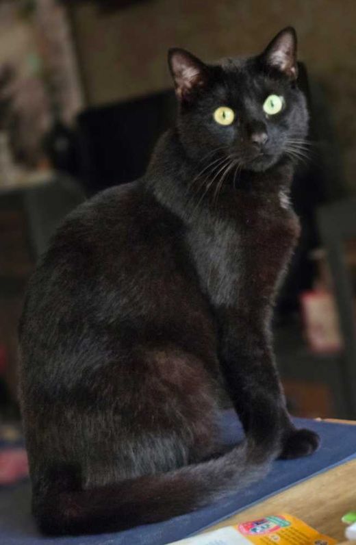 Europäisch Kurzhaar, schwarz