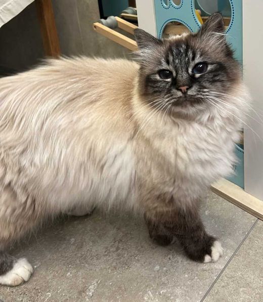 Heilige Birma, seal-tabby point