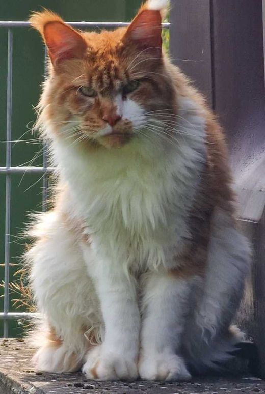 Maine Coon, weiß mit rot