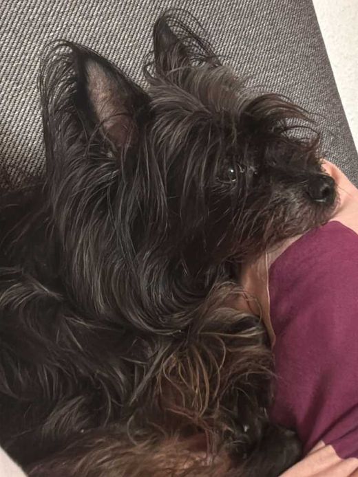 Yorkshire Terrier-Mix, schwarz