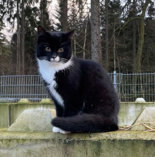 Europäisch Kurzhaar, schwarz mit weißen Abz.