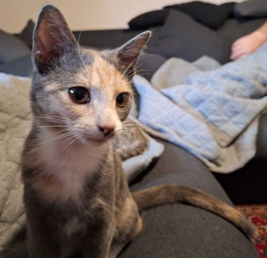 Hauskatze, grau-creme mit weiß