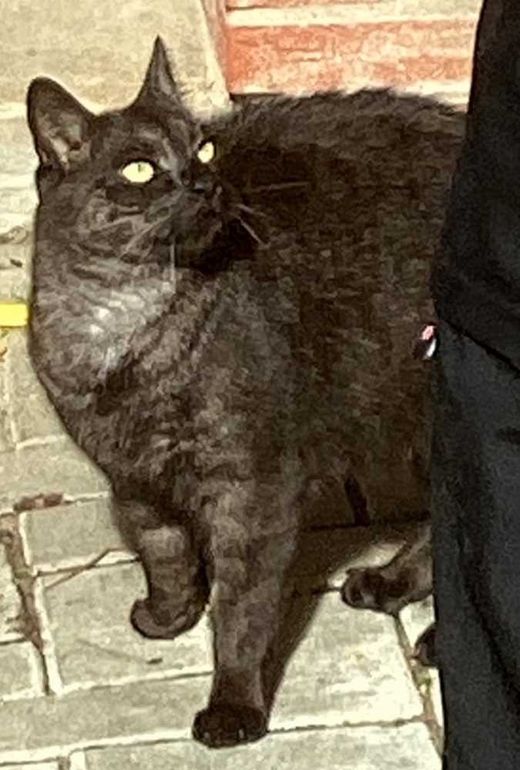 Europäisch Kurzhaar, schwarz