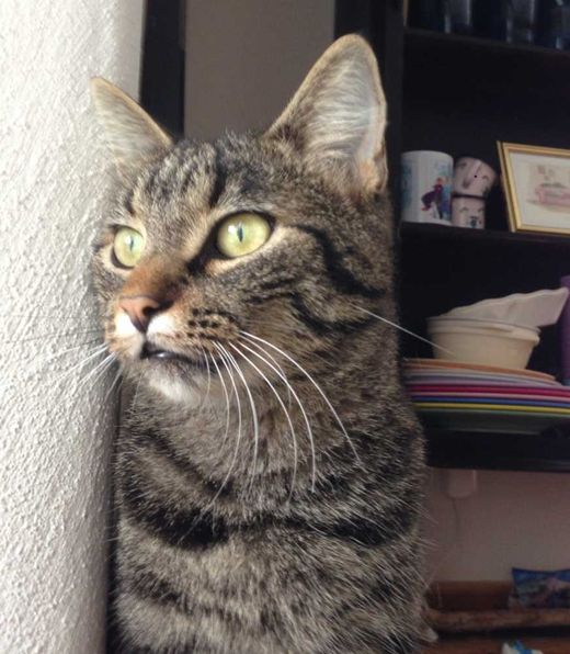 Hauskatze, grau-schwarz gestreift