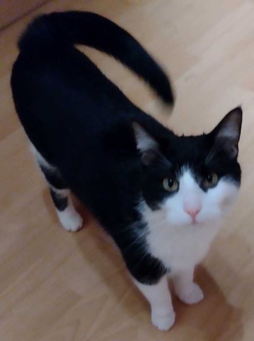 Hauskatze, schwarz mit weiß